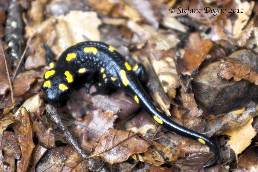 Salamandra algira